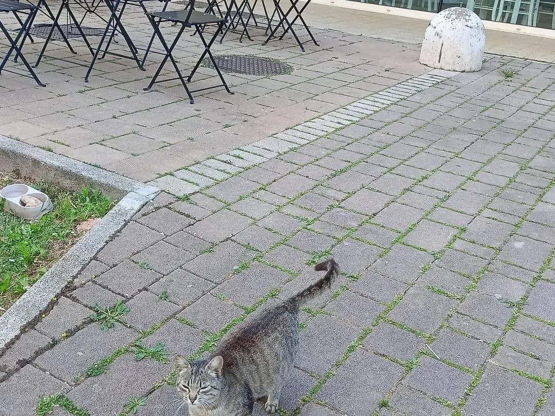 Adotta un gatto, taglia non valida, femmina, Bari