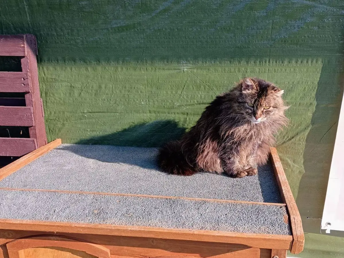 Vuoi adottare un gatto a Ravenna?