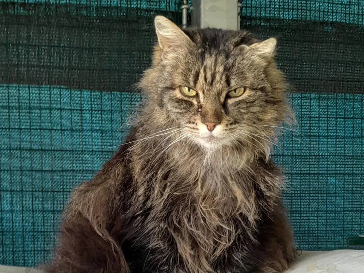 Adotta il gatto Piuma a Ravenna