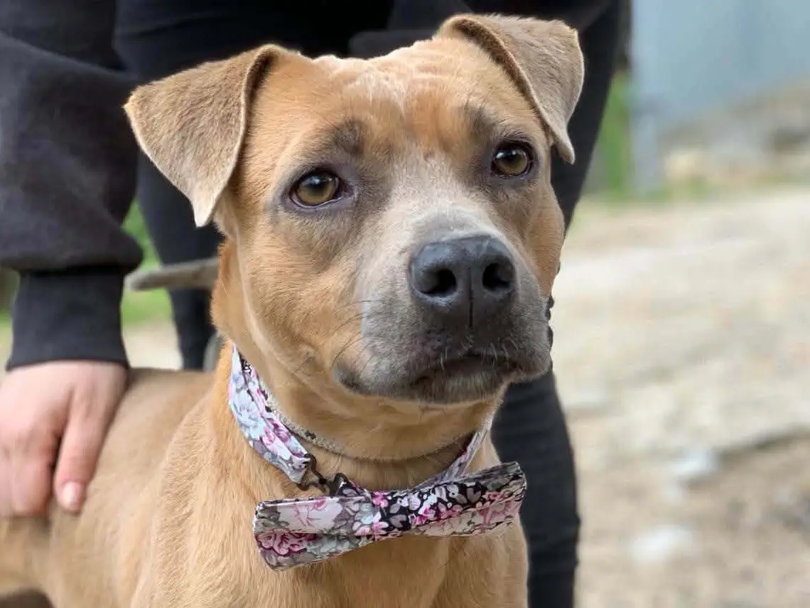 Adozione cane, femmina, Razza sconosciuta Razza sconosciuta, 3 anni e 1 mese, taglia media, Latina