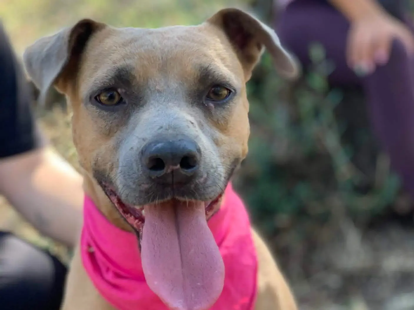 Adotta un cane, femmina, 3 anni e 1 mese, Latina