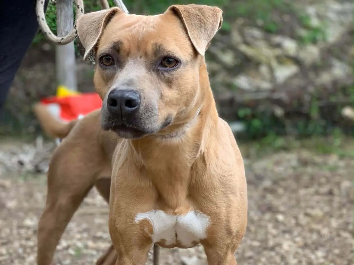 Adotta un cane, taglia media, femmina, Latina