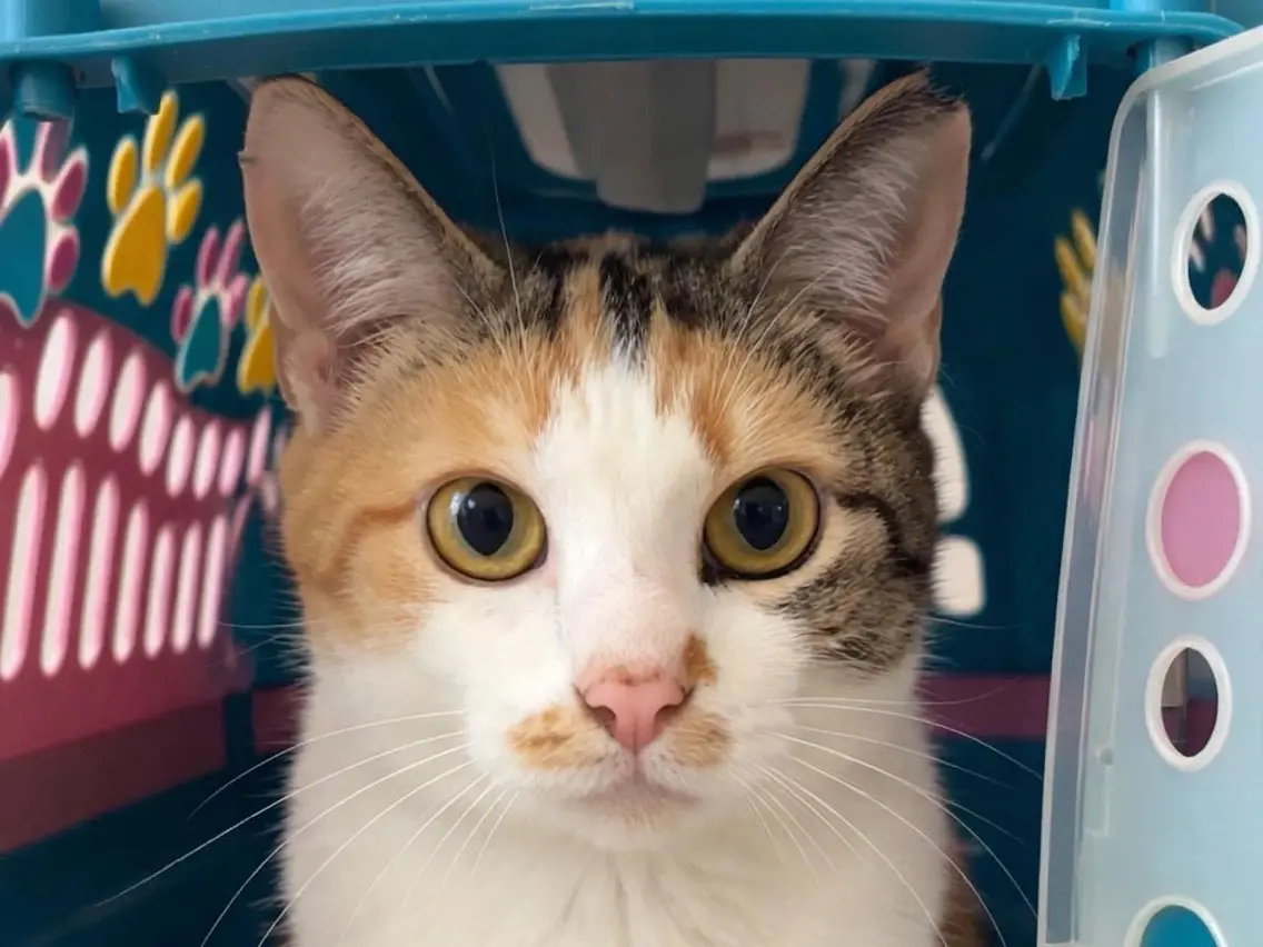 Adozione gatto, femmina, Razza sconosciuta Razza sconosciuta, 3 anni, taglia non valida, Torino