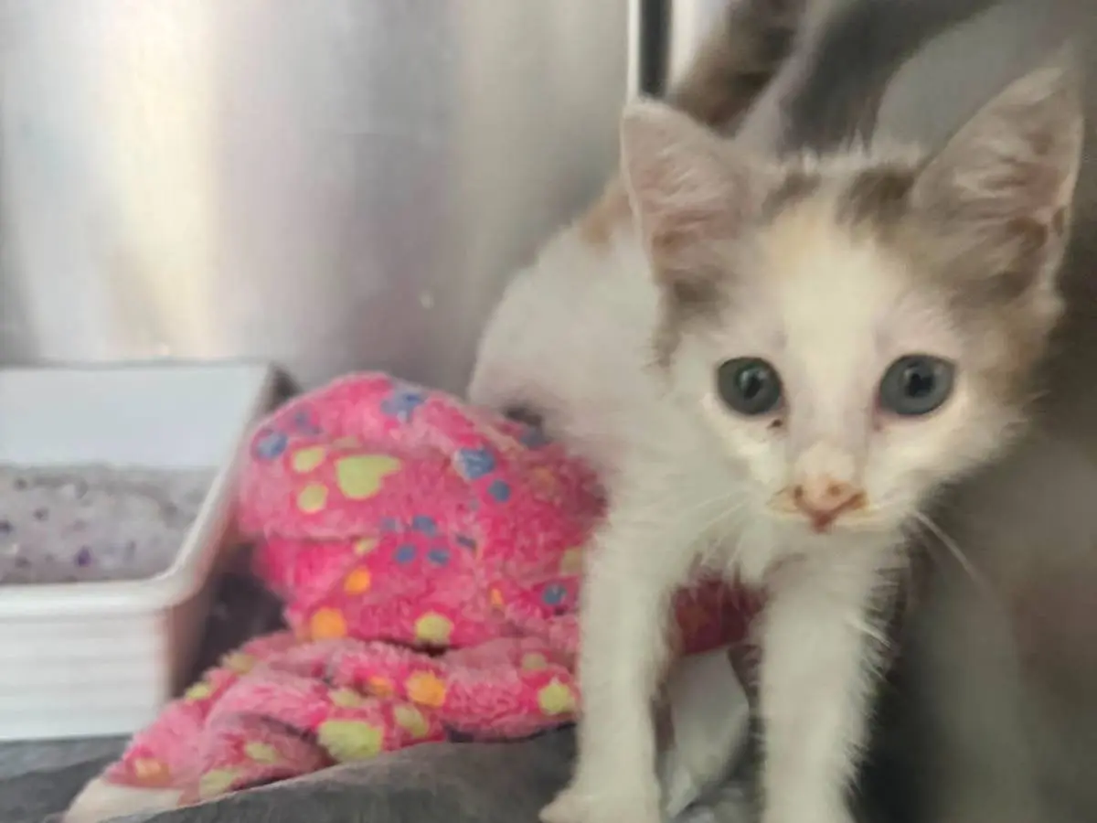 Adotta un gatto, femmina, 4 mesi, Napoli