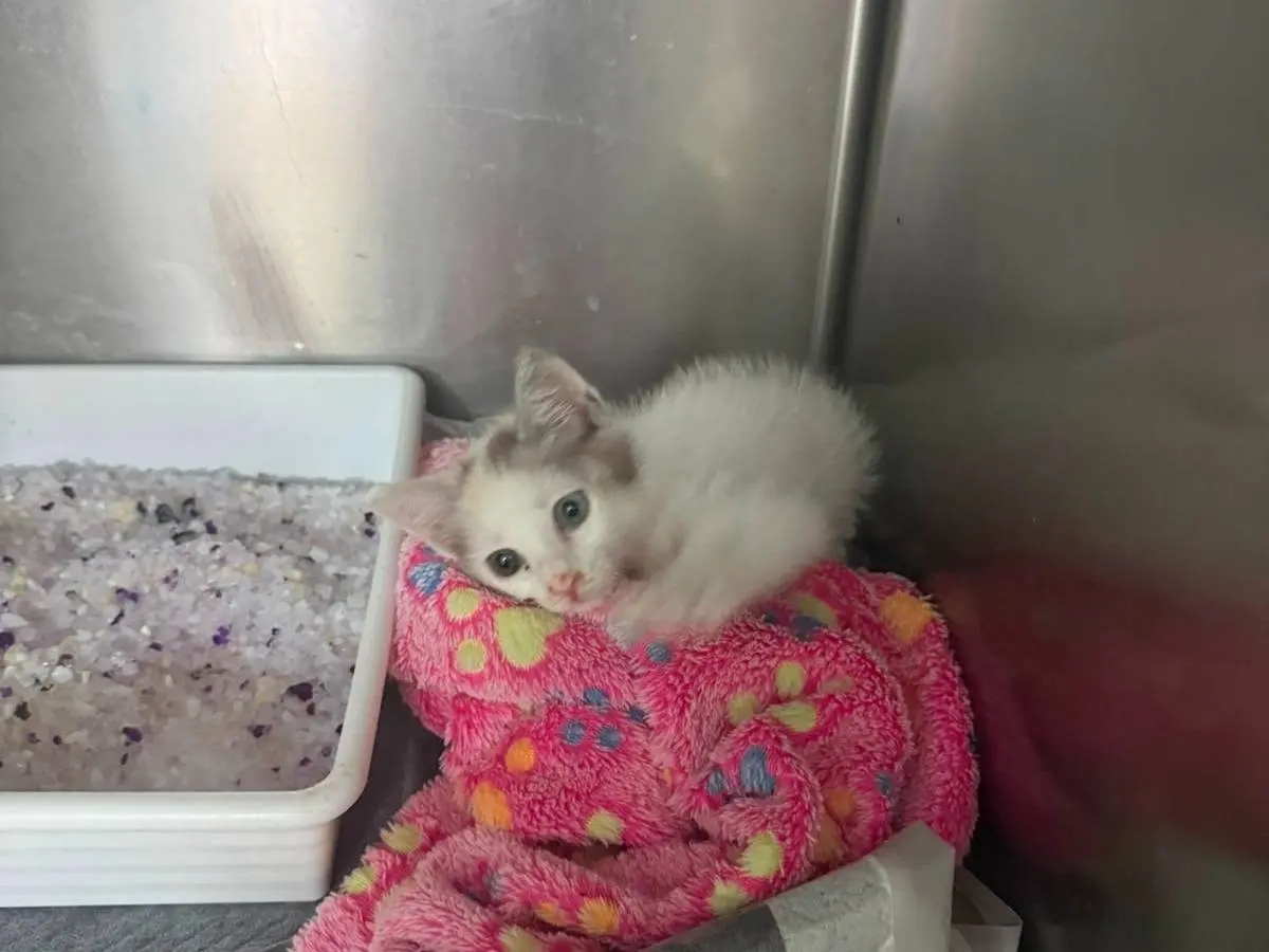 Adozione gatto, femmina, Razza sconosciuta Razza sconosciuta, 4 mesi, taglia non valida, Napoli