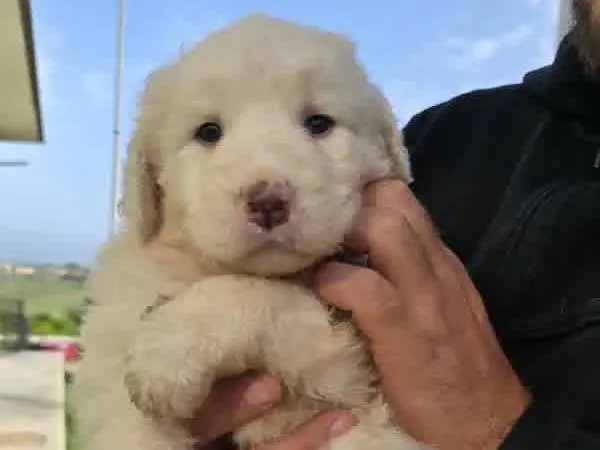 Adotta un cane, taglia grande, femmina, Padova