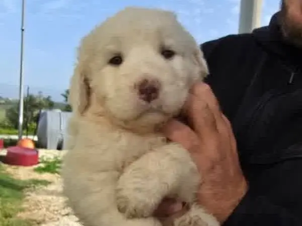 Adotta un cane, femmina, 1 mese, Padova