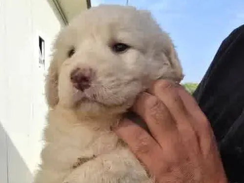 Adozione cane, femmina, Pastore maremmano Razza sconosciuta, 1 mese, taglia grande, Padova