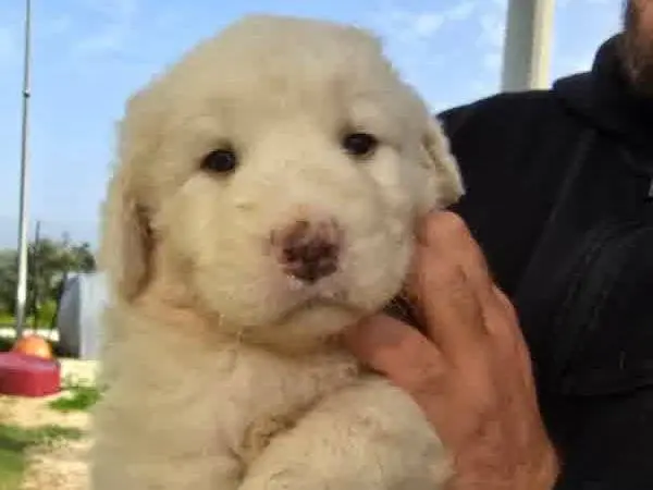 Vuoi adottare un cane a Padova?