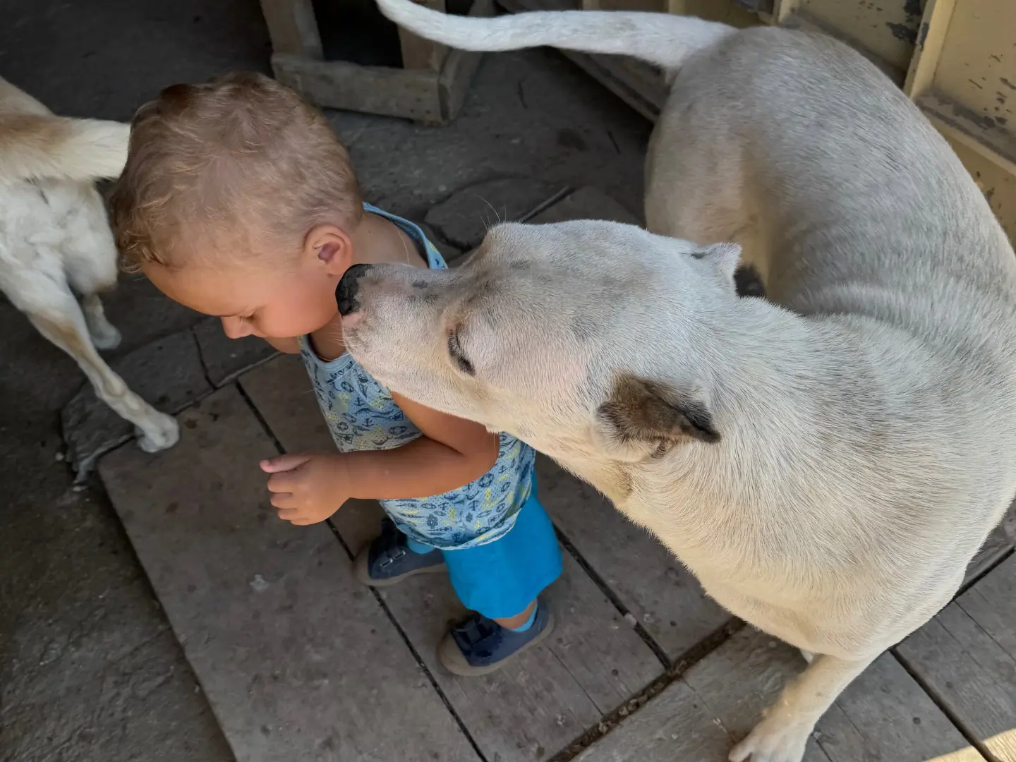 Adotta il cane Marte a Agrigento