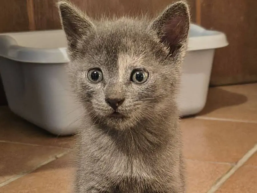 Vuoi adottare un gatto a Varese?