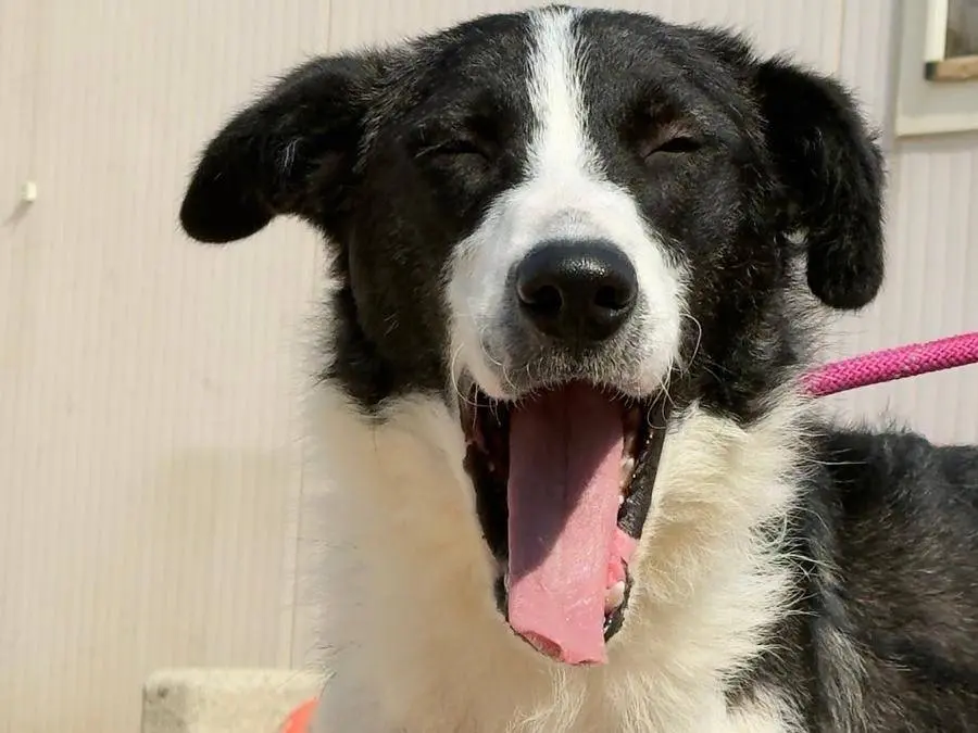 Vuoi adottare un cane a Trapani?