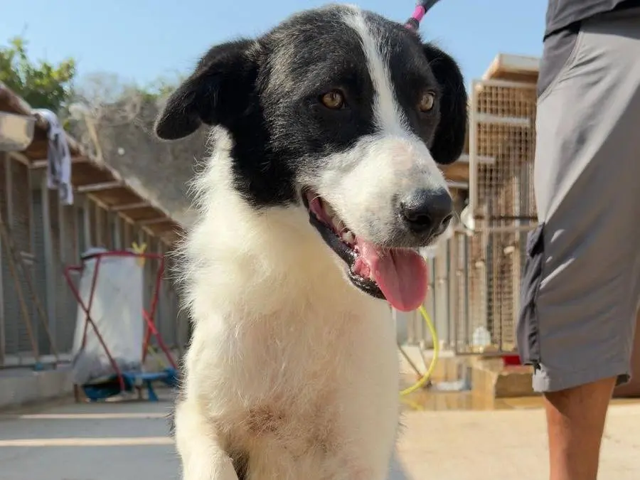 Adozione cane, femmina, Razza sconosciuta Razza sconosciuta, 2 anni e 4 mesi, taglia media, Trapani