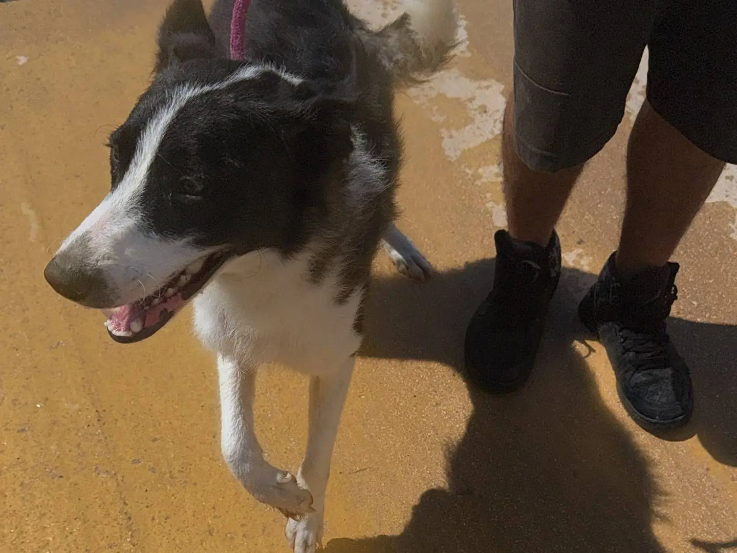 Adotta un cane, femmina, 2 anni e 4 mesi, Trapani