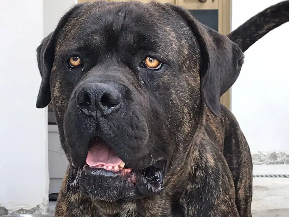 Vuoi adottare un cane a Vibo?