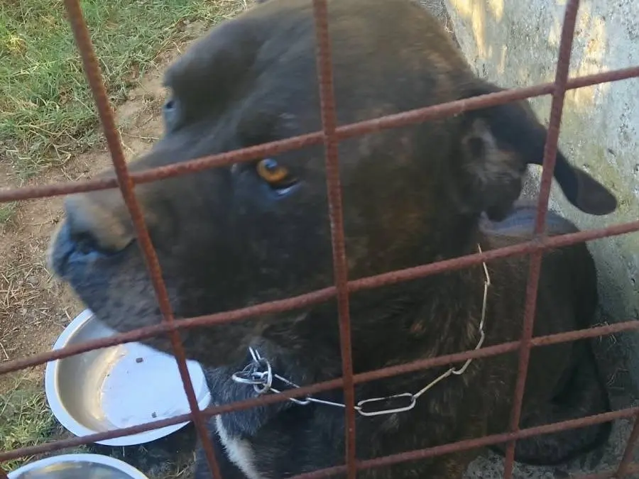 Adotta un cane, maschio, 10 anni, Vibo