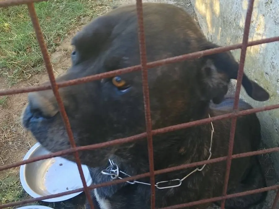 Adozione cane, maschio, Corso Razza sconosciuta, 10 anni, taglia gigante, Vibo