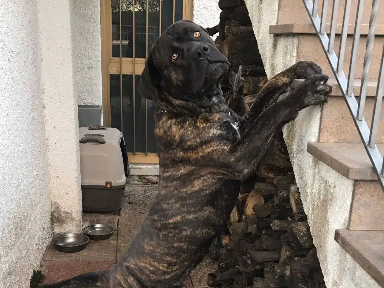 Adotta un cane, taglia gigante, maschio, Vibo