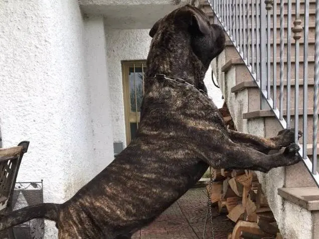Adotta il cane HARON a Vibo