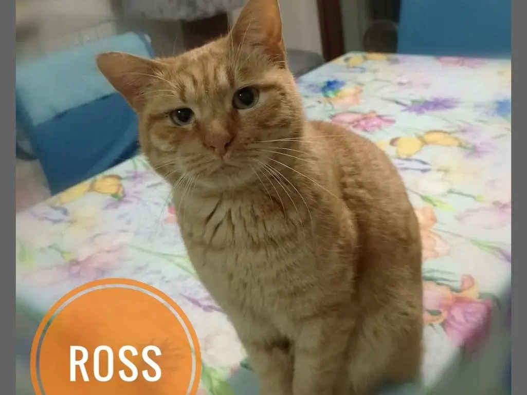 Adozione gatto, maschio, Razza sconosciuta Razza sconosciuta, 3 anni, taglia non valida, Verona