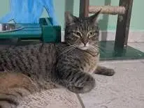 Foto 1 dell'animale