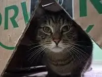 Foto 3 dell'animale