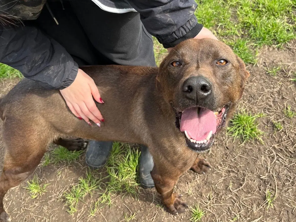 Adotta un cane, maschio, 6 anni e 6 mesi, Latina