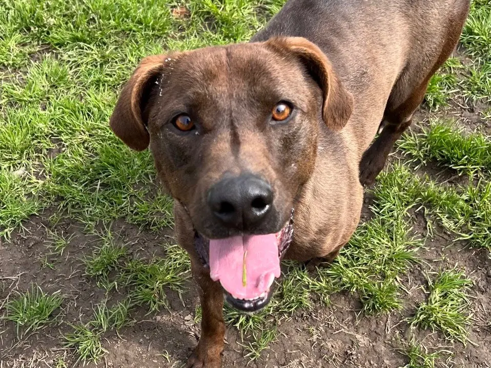 Adozione cane, maschio, Razza sconosciuta Razza sconosciuta, 6 anni e 6 mesi, taglia media contenuta, Latina