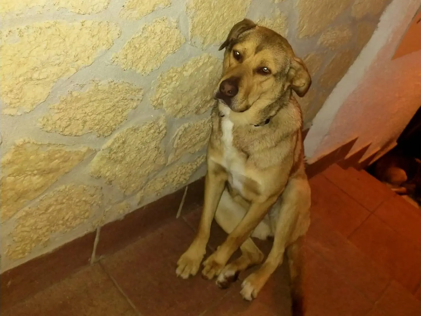 Foto 1 dell'animale