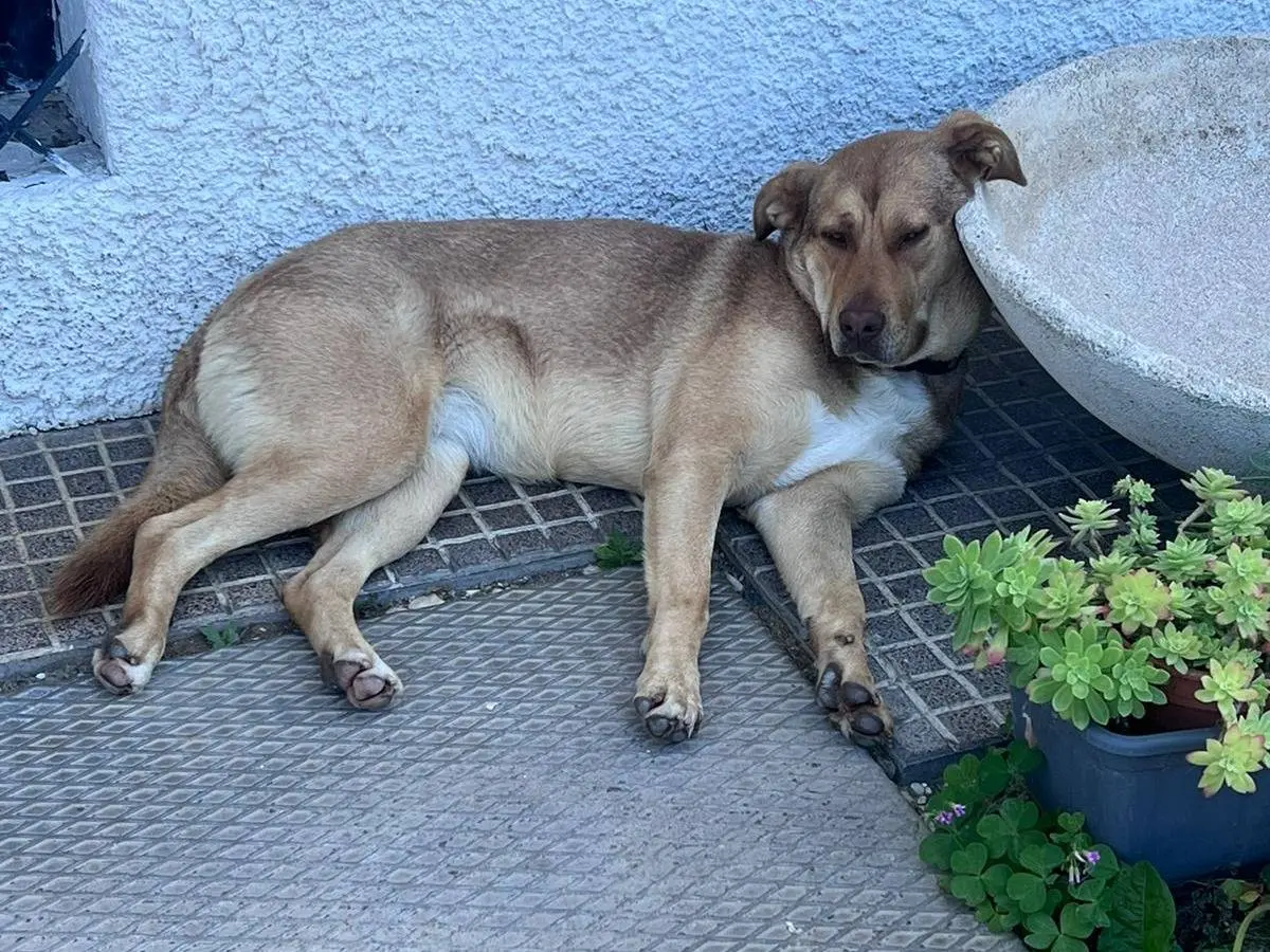 Foto 3 dell'animale