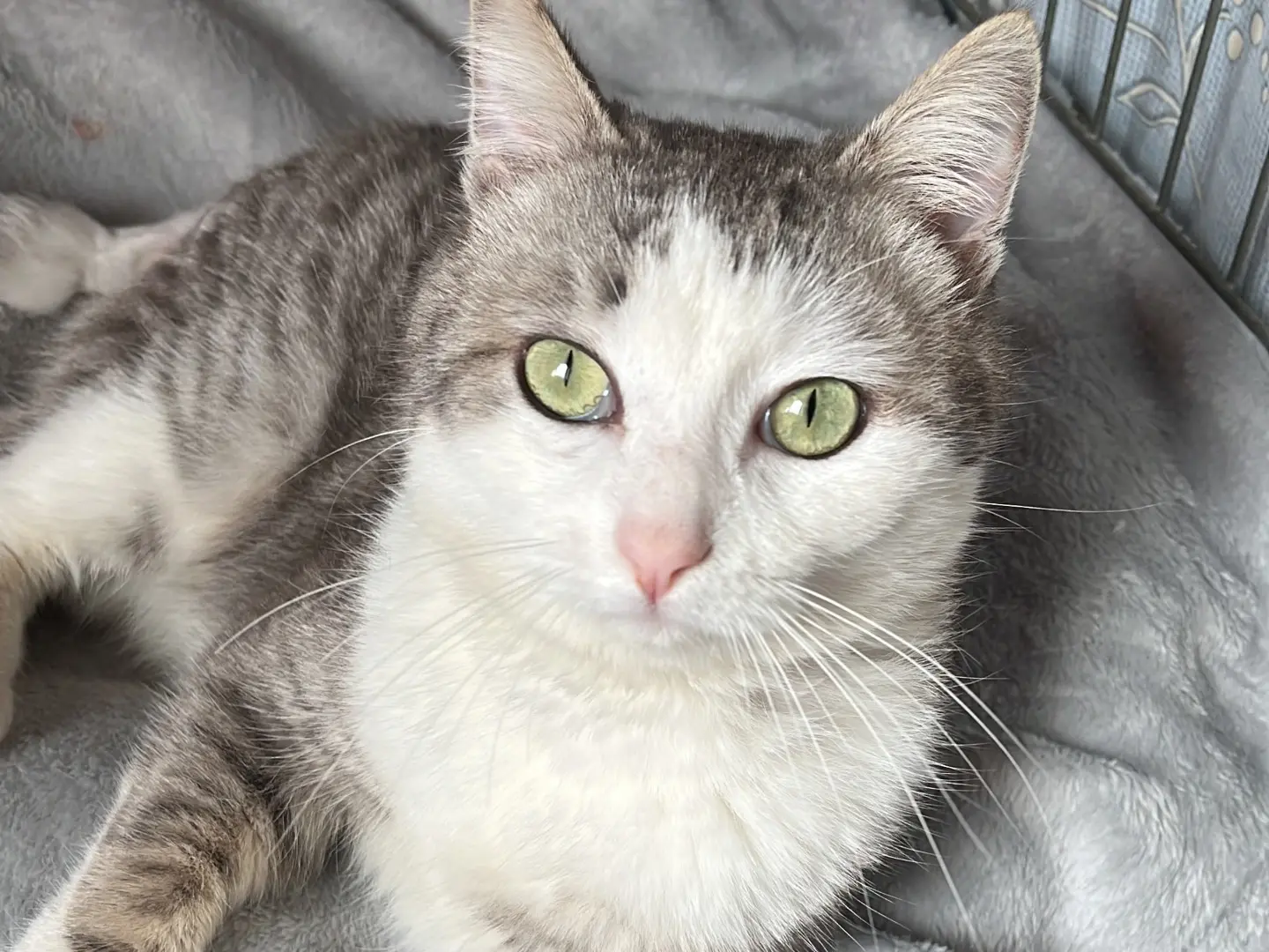 Adozione gatto, maschio, Razza sconosciuta Razza sconosciuta, 3 anni e 8 mesi, taglia non valida, Potenza