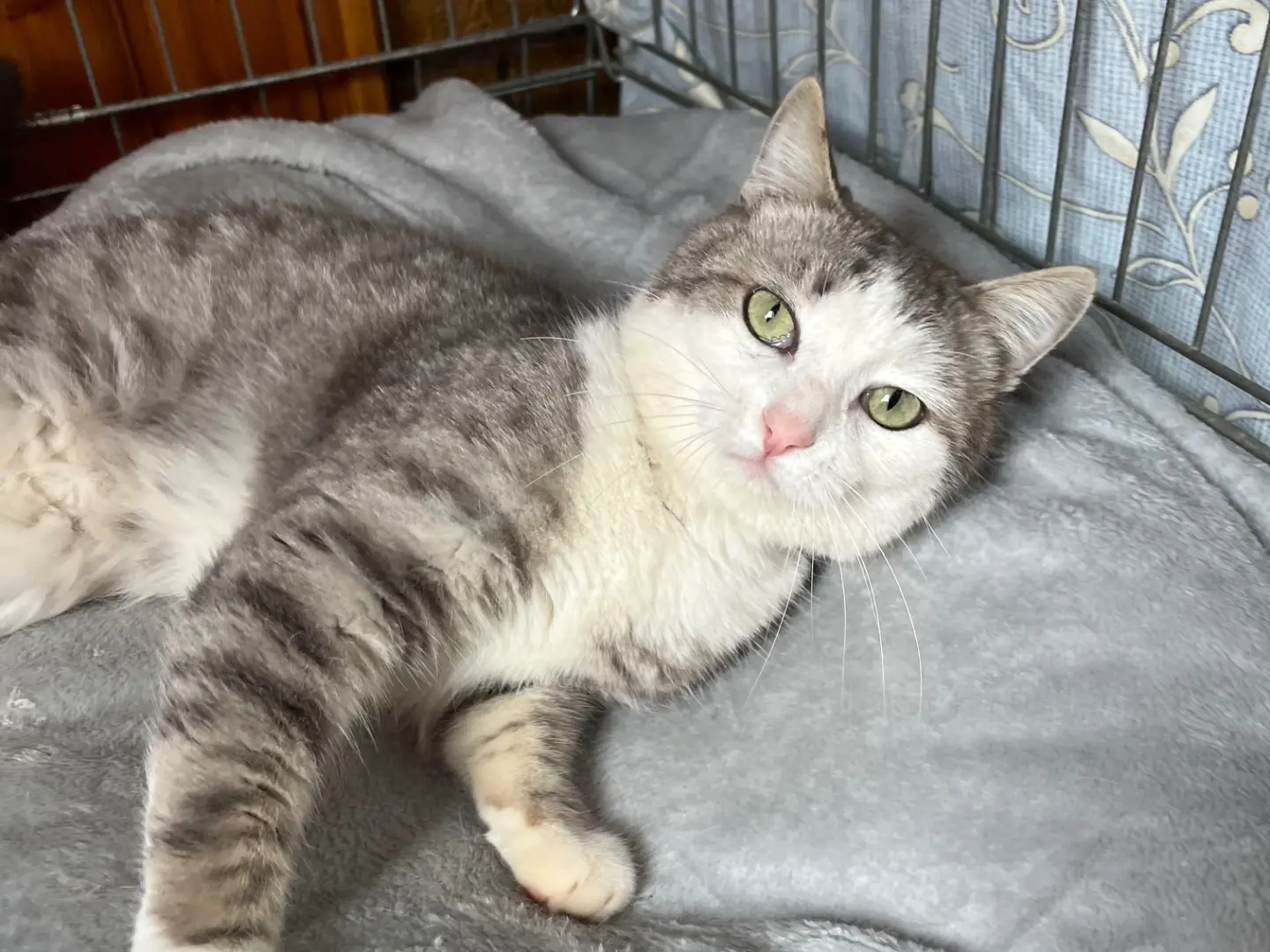 Adotta un gatto, maschio, 3 anni e 8 mesi, Potenza