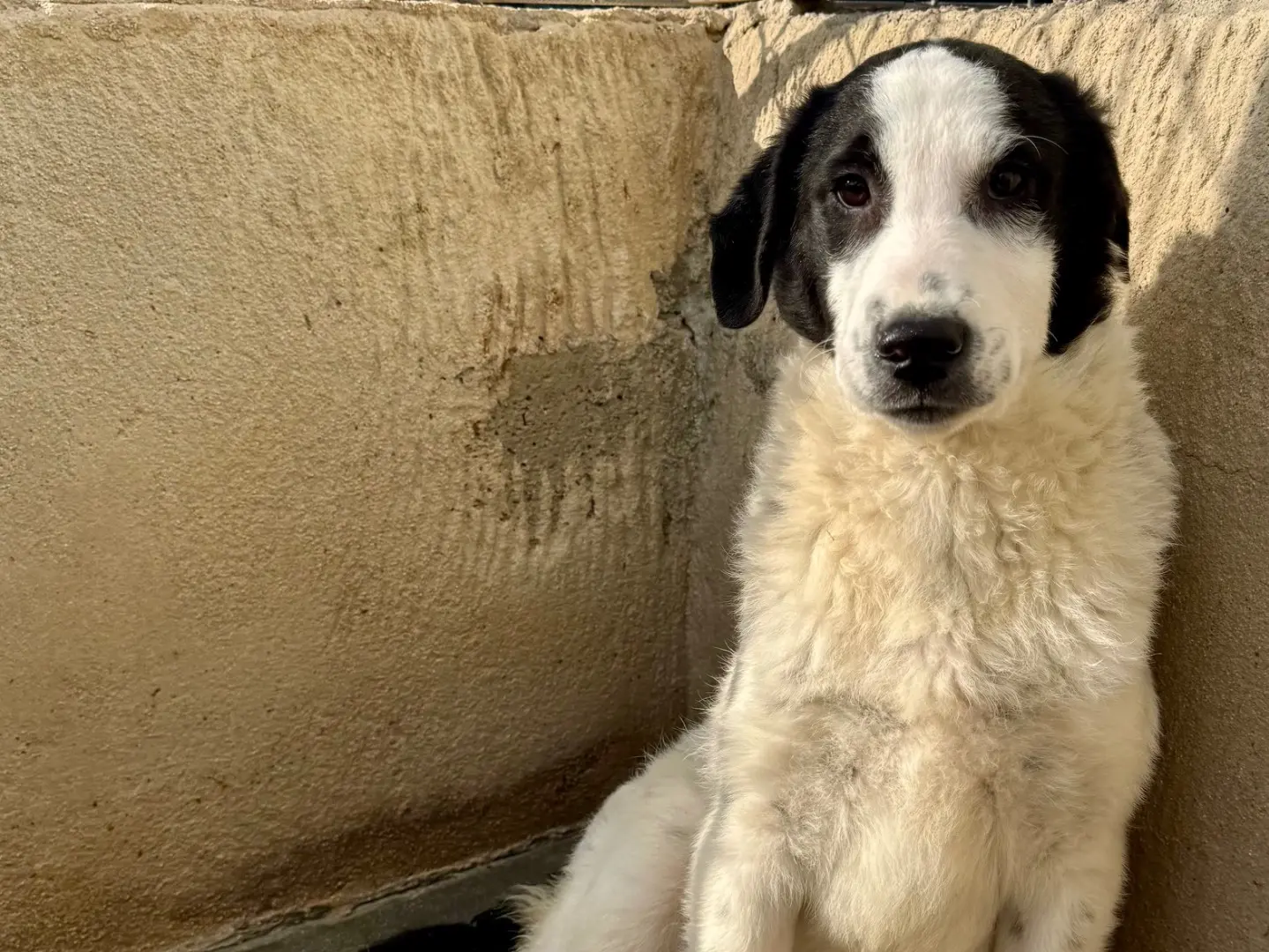Adozione cane, maschio, Razza sconosciuta Razza sconosciuta, 1 anno e 3 mesi, taglia media, Salerno