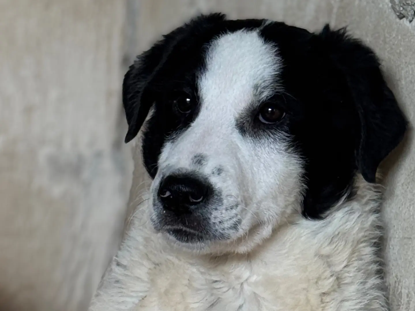 Adotta un cane, taglia media, maschio, Salerno