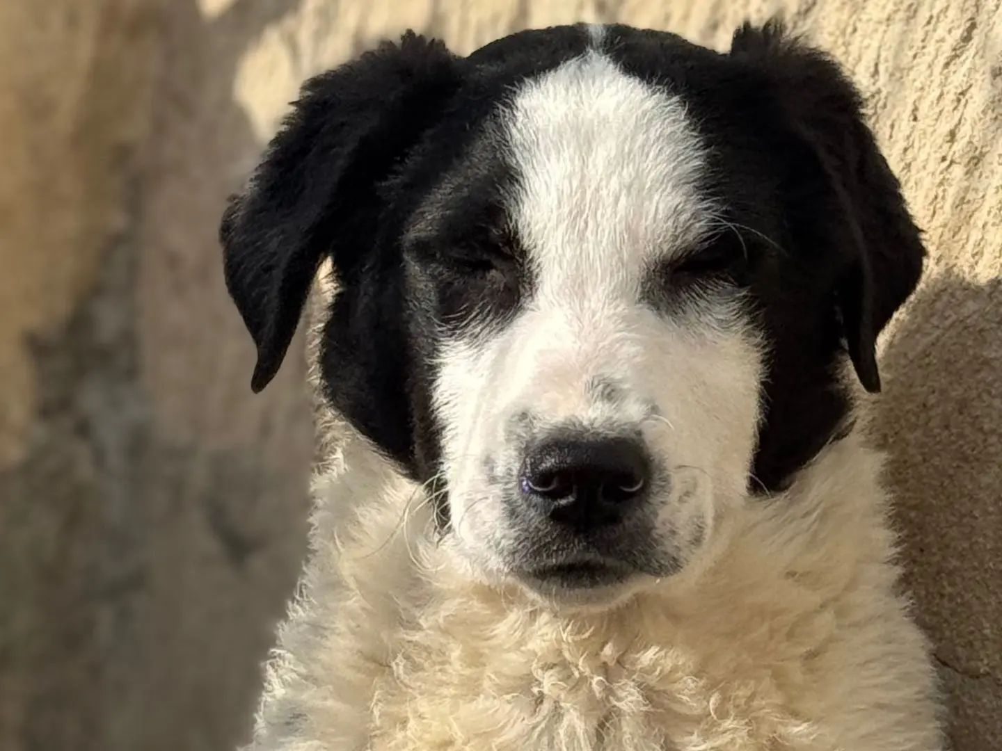 Adotta un cane, maschio, 1 anno e 3 mesi, Salerno