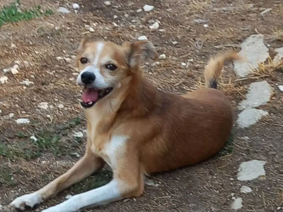 Adozione cane, maschio, Razza sconosciuta Razza sconosciuta, 10 anni e 5 mesi, taglia piccola, Terni