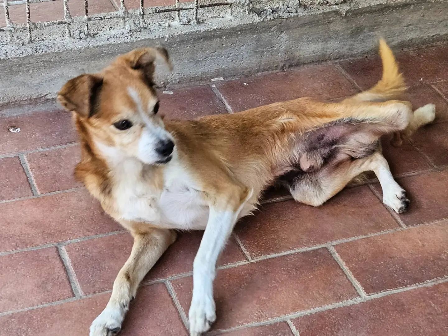 Adotta il cane Biscottino a Terni