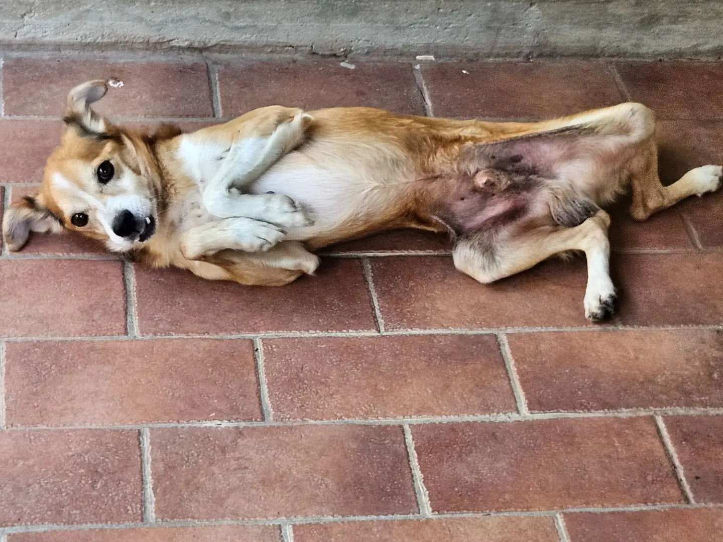 Adotta un cane, taglia piccola, maschio, Terni