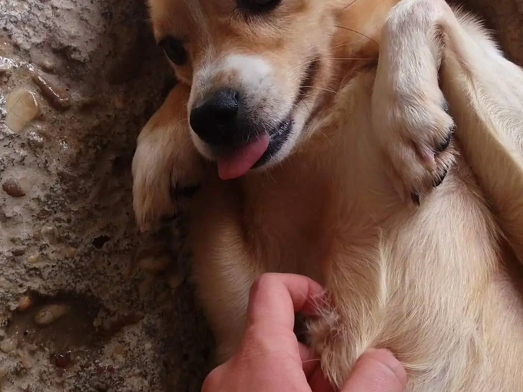 Vuoi adottare un cane a Terni?