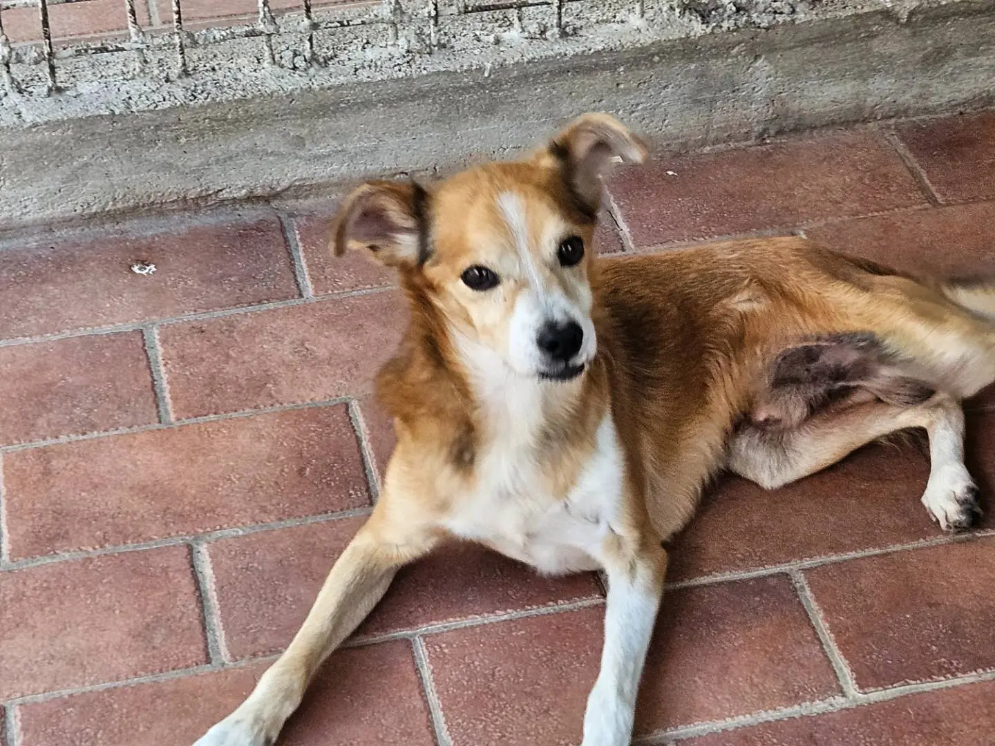 Adotta un cane, maschio, 10 anni e 5 mesi, Terni