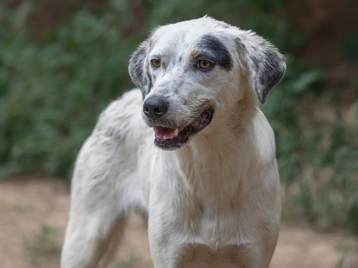 Adotta il cane Lara a Caserta