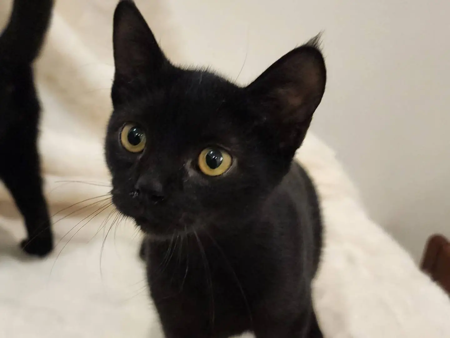 Adozione gatto, maschio, Razza sconosciuta Razza sconosciuta, 3 mesi, taglia non valida, Parma