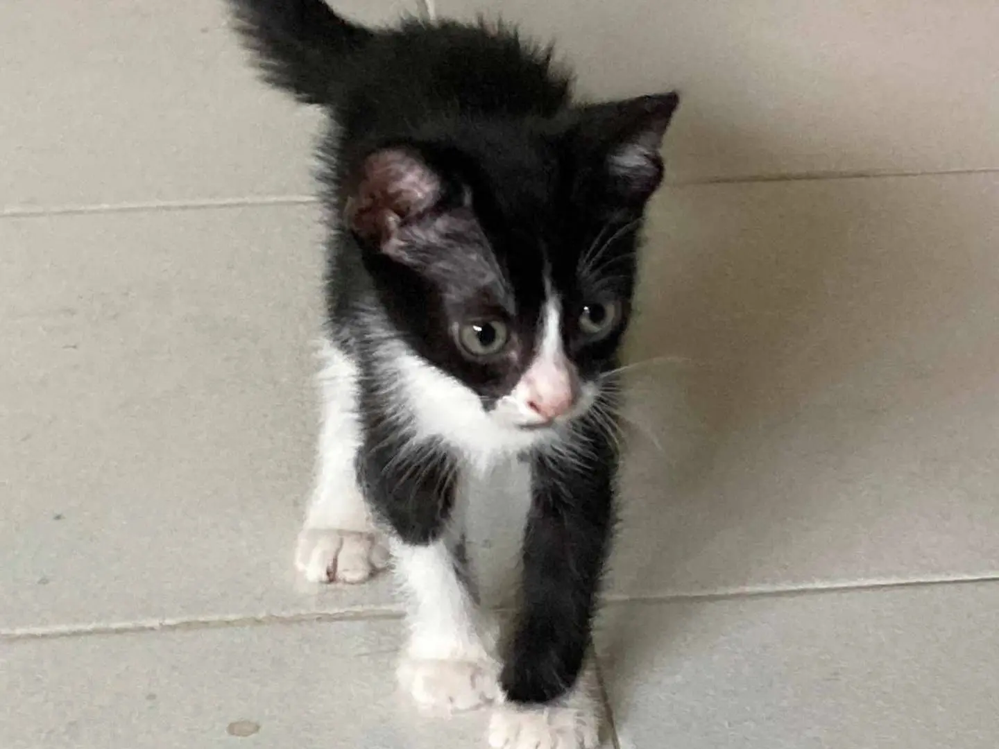 Vuoi adottare un gatto a Catania?