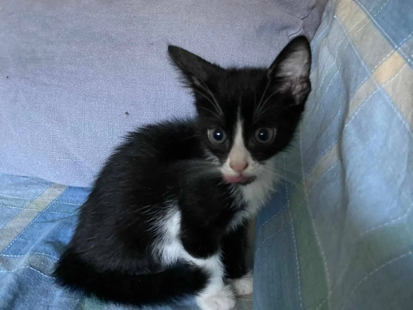 Adotta un gatto, femmina, 3 anni e 2 mesi, Catania