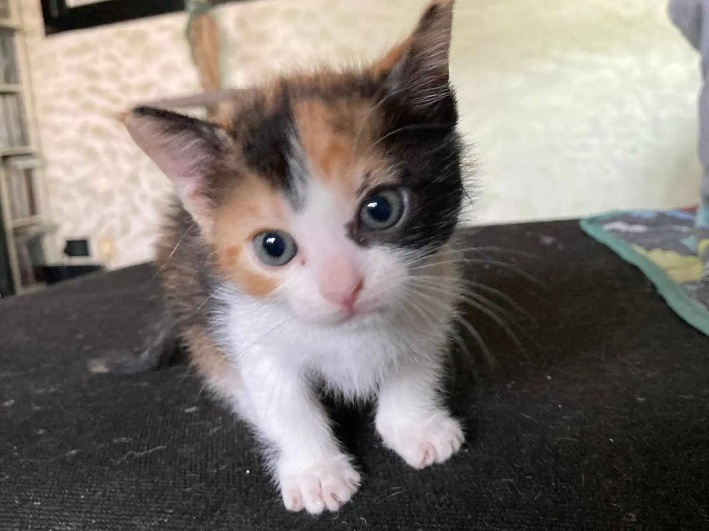 Adotta un gatto, taglia non valida, femmina, Catania
