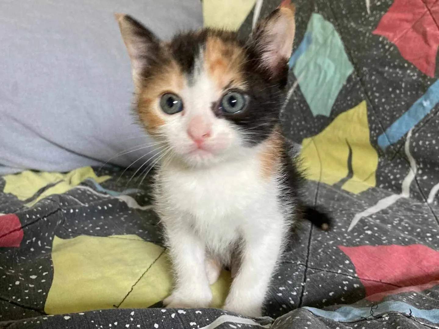 Adozione gatto, femmina, meticcio, 3 anni e 2 mesi, taglia non valida, Catania