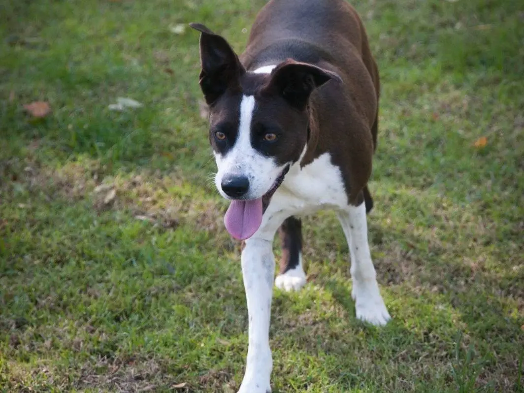 Adotta il cane BELLA a Frosinone