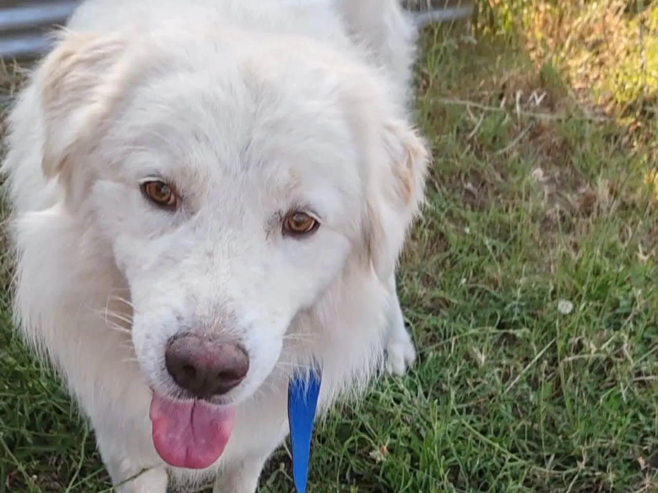 Adozione cane, maschio, Razza sconosciuta Razza sconosciuta, 2 anni e 5 mesi, taglia grande, Salerno