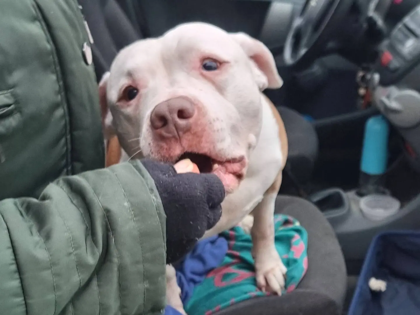 Adozione cane, maschio, Amstaff Razza sconosciuta, 3 anni e 5 mesi, taglia gigante, Pavia