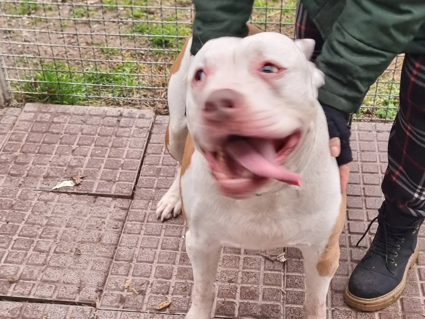 Adotta un cane, taglia gigante, maschio, Pavia